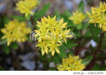 緑の葉と黄色い花びらの満開に咲くキリンソウの花のアップの風景 緑の葉と黄色い花びらの満開に咲くキリンソウの花のアップの風景 128212876
