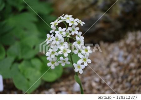 緑色の葉と白い花びらのサキシフラガホスティーの花が咲く風景 128212877