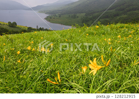 野反湖のノゾリキスゲ 群馬県中之条町 野反湖のノゾリキスゲ 群馬県中之条町 128212915