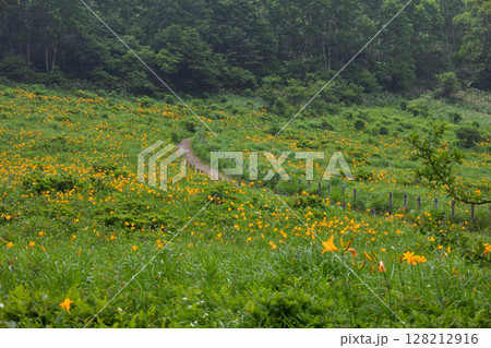 野反湖のノゾリキスゲ 群馬県中之条町 野反湖のノゾリキスゲ 群馬県中之条町 128212916