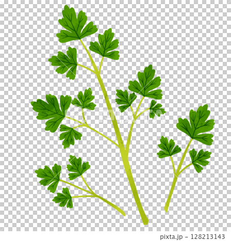 義大利歐芹葉水彩手繪插畫 128213143