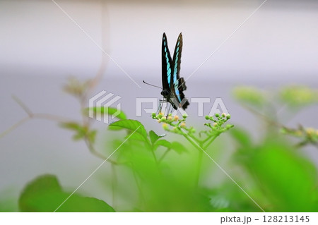 アオスジアゲハ 128213145