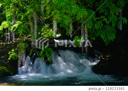 一貫野の藤4202 128213161