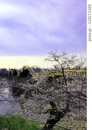 錦帯橋の桜8354 錦帯橋の桜8354 128213168