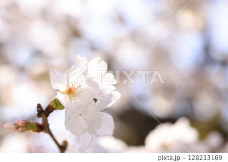 錦帯橋の桜8531 錦帯橋の桜8531 128213169