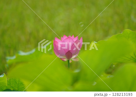 ハス　蓮　2573 128213193