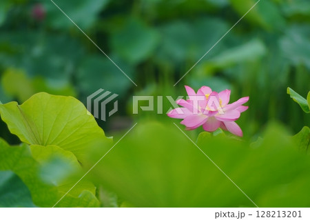 ハス 蓮 2616 ハス 蓮 2616 128213201