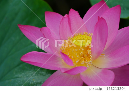 ハス　蓮　2628 128213204