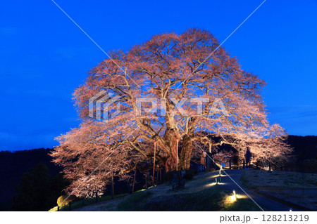 醍醐桜8931 醍醐桜8931 128213219