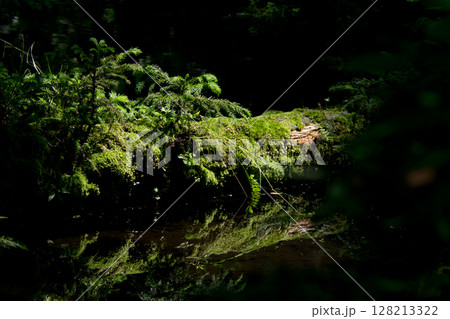 初夏6月の杉林の風景水鏡 初夏6月の杉林の風景水鏡 128213322