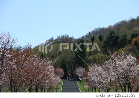 さくらの森の風景_札幌 128213358