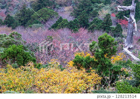 紅葉色づく木々 太鼓岩から 屋久島国立公園(秋 紅葉色づく木々 太鼓岩から 屋久島国立公園(秋 128213514
