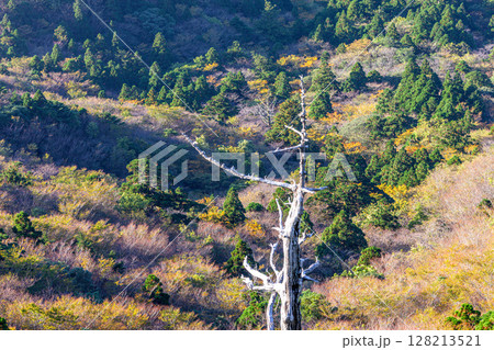 紅葉色づく木々 太鼓岩から 屋久島国立公園(秋 紅葉色づく木々 太鼓岩から 屋久島国立公園(秋 128213521