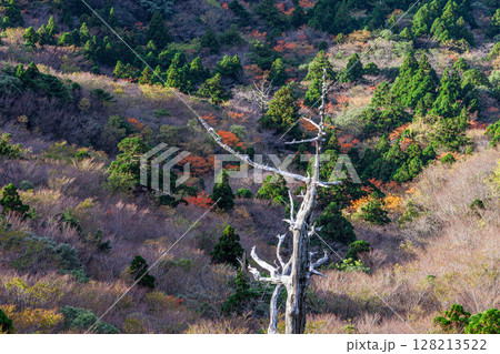 紅葉色づく木々 太鼓岩から 屋久島国立公園(秋 紅葉色づく木々 太鼓岩から 屋久島国立公園(秋 128213522