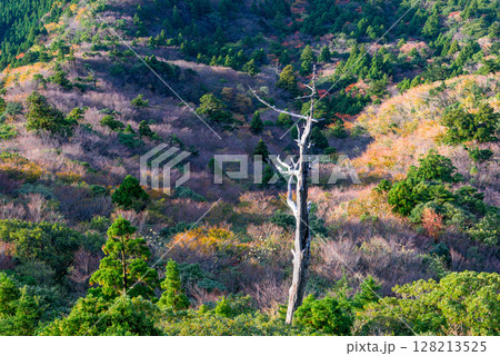 屋久島国立公園のきれいな紅葉(11月)太鼓岩からの絶景 128213525