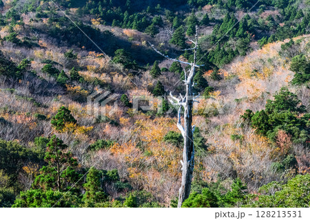 屋久島国立公園のきれいな紅葉(11月)太鼓岩からの絶景 128213531