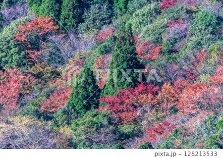 屋久島 洋上アルプスの紅葉 太鼓岩から(秋 屋久島 洋上アルプスの紅葉 太鼓岩から(秋 128213533