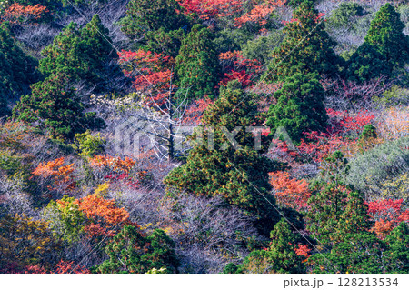 紅葉色づく木々 太鼓岩から 屋久島国立公園(秋 紅葉色づく木々 太鼓岩から 屋久島国立公園(秋 128213534