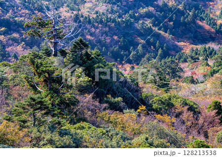 紅葉色づく森　太鼓岩から　屋久島国立公園(秋 128213538
