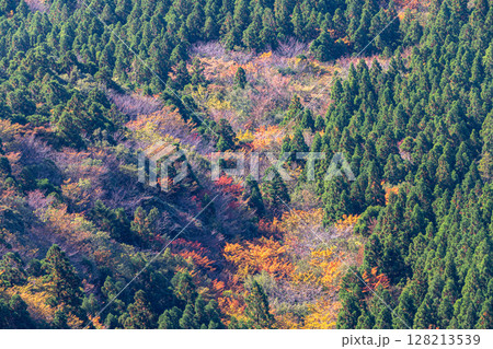 紅葉色づく森 太鼓岩から 屋久島国立公園(秋 紅葉色づく森 太鼓岩から 屋久島国立公園(秋 128213539
