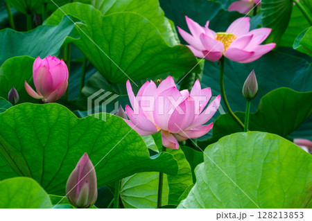 花びらと蜜蜂 花びらと蜜蜂 128213853