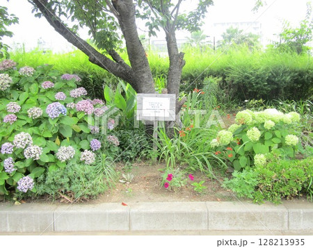 アナベル紫陽花と紫陽花に囲まれたこじま花の会の看板 アナベル紫陽花と紫陽花に囲まれたこじま花の会の看板 128213935