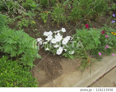 白いペチニアの花 128213936