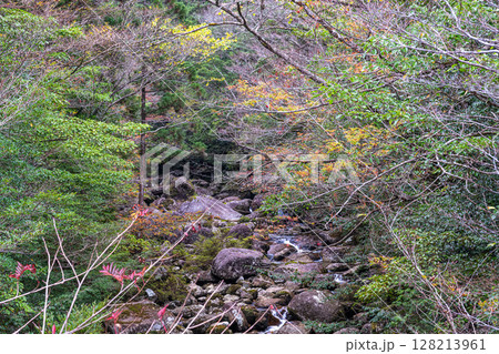 屋久島国立公園　トロッコ線路周辺の紅葉(秋) 128213961