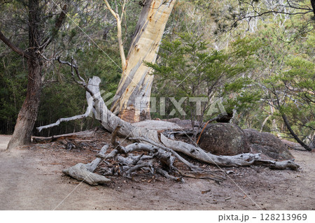 Dead wood - Freycinet Peninsula 128213969
