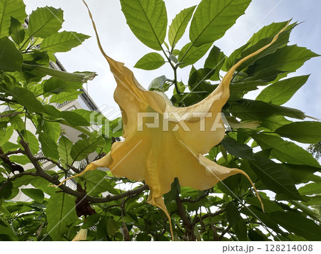 Flower of Angels trumpet (lat.- Brugmansia arborea) Flower of Angels trumpet (lat.- Brugmansia arborea) 128214008