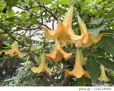 Flower of Angels trumpet (lat.- Brugmansia arborea) 128214009
