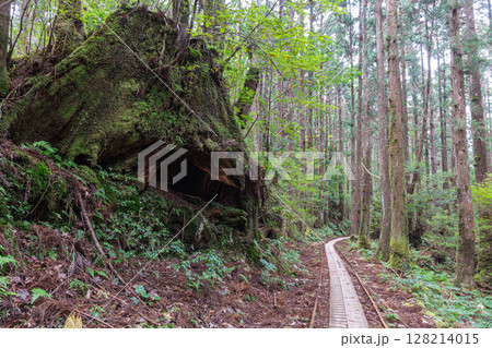 杉山を走るトロッコ線路　屋久島国立公園(秋 128214015