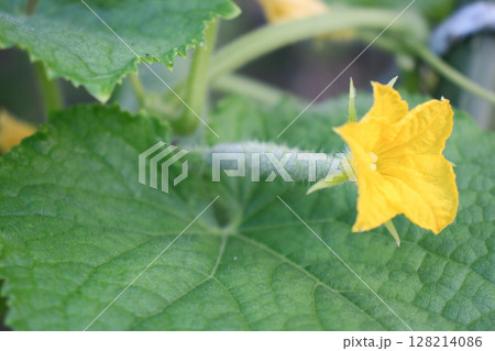 きゅうりの花 きゅうりの花 128214086