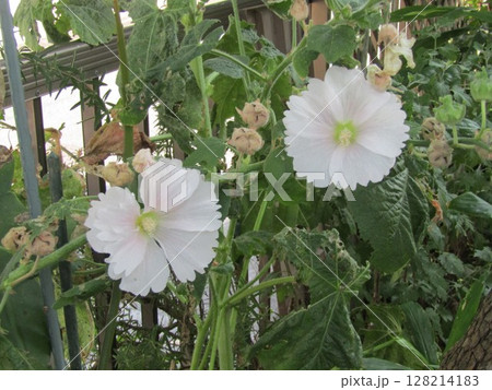 大きい白い花はタチアオイの花 大きい白い花はタチアオイの花 128214183