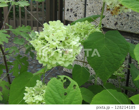 色の変化が楽しめるアナベル紫陽花 128214185