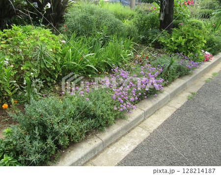 バーベナの紫色の花 128214187
