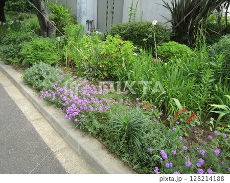 バーベナの紫色の花 128214188