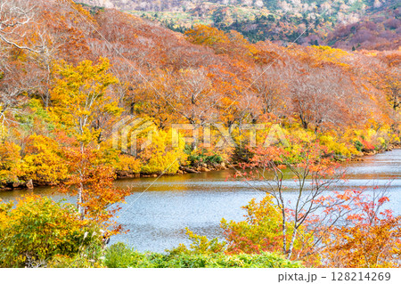 秋田　紅葉に染まる須川湖 128214269
