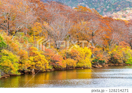 秋田 紅葉に染まる須川湖 秋田 紅葉に染まる須川湖 128214271