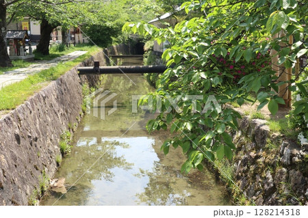 新緑あふれる京都銀閣寺 128214318