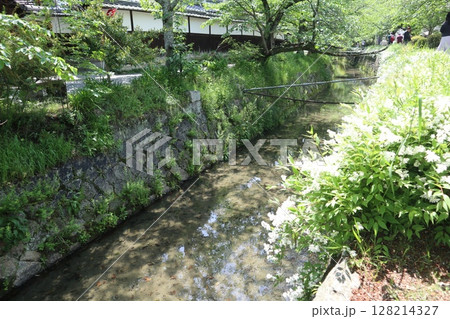 新緑あふれる京都銀閣寺 新緑あふれる京都銀閣寺 128214327