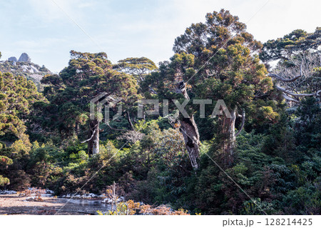 雲上の楽園 小花之江河 世界自然遺産屋久島(冬 雲上の楽園 小花之江河 世界自然遺産屋久島(冬 128214425