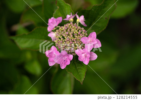 初夏の紫陽花、城ケ崎 128214555