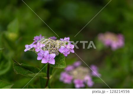 初夏の紫陽花、城ケ崎 初夏の紫陽花、城ケ崎 128214556
