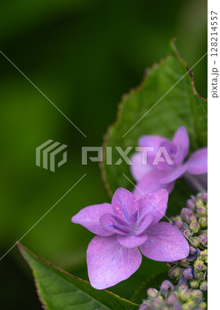 初夏の紫陽花、城ケ崎 初夏の紫陽花、城ケ崎 128214557