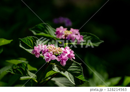 初夏の紫陽花、城ケ崎 128214563