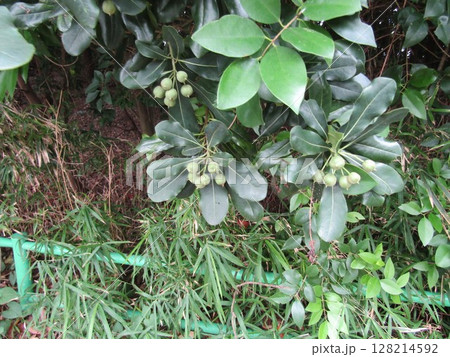 トベラの未熟な実 128214592