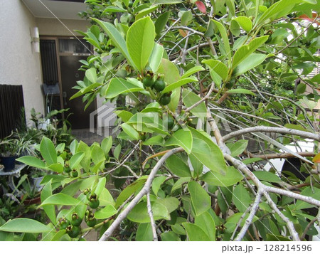 今年も沢山実を付けた濃い緑色のグアバの実 今年も沢山実を付けた濃い緑色のグアバの実 128214596