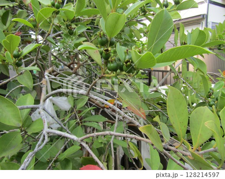 今年も沢山実を付けた濃い緑色のグアバの実 今年も沢山実を付けた濃い緑色のグアバの実 128214597