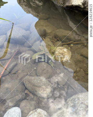 生き物のいる川辺 生き物のいる川辺 128214615